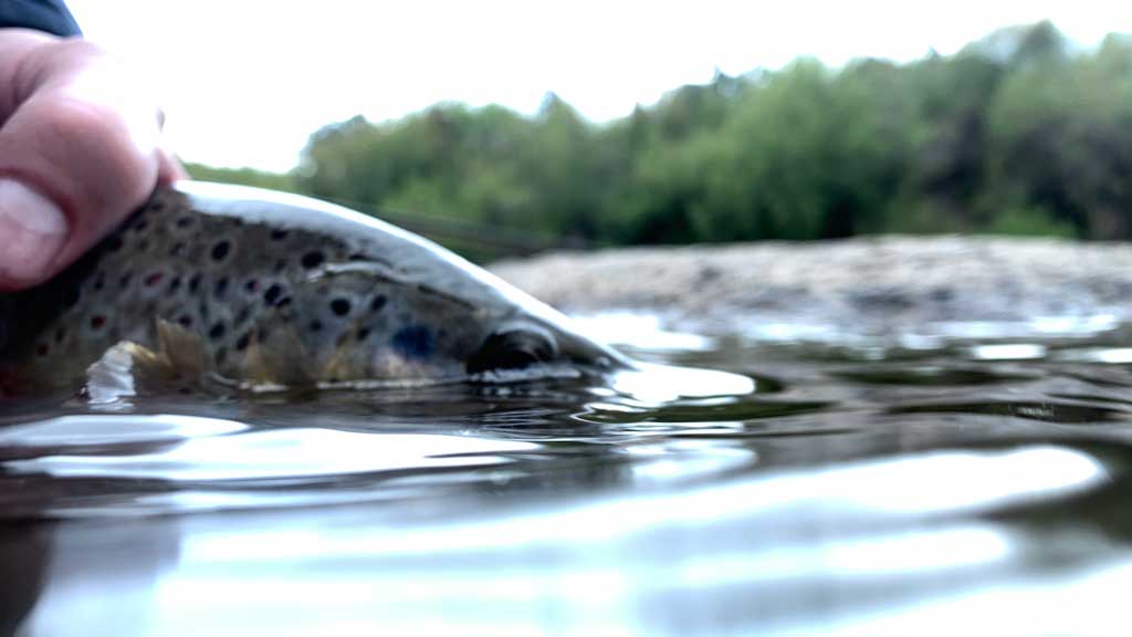 Maximizing Your Fly Fishing Success: Tips for Reading Water and Finding Fish.
