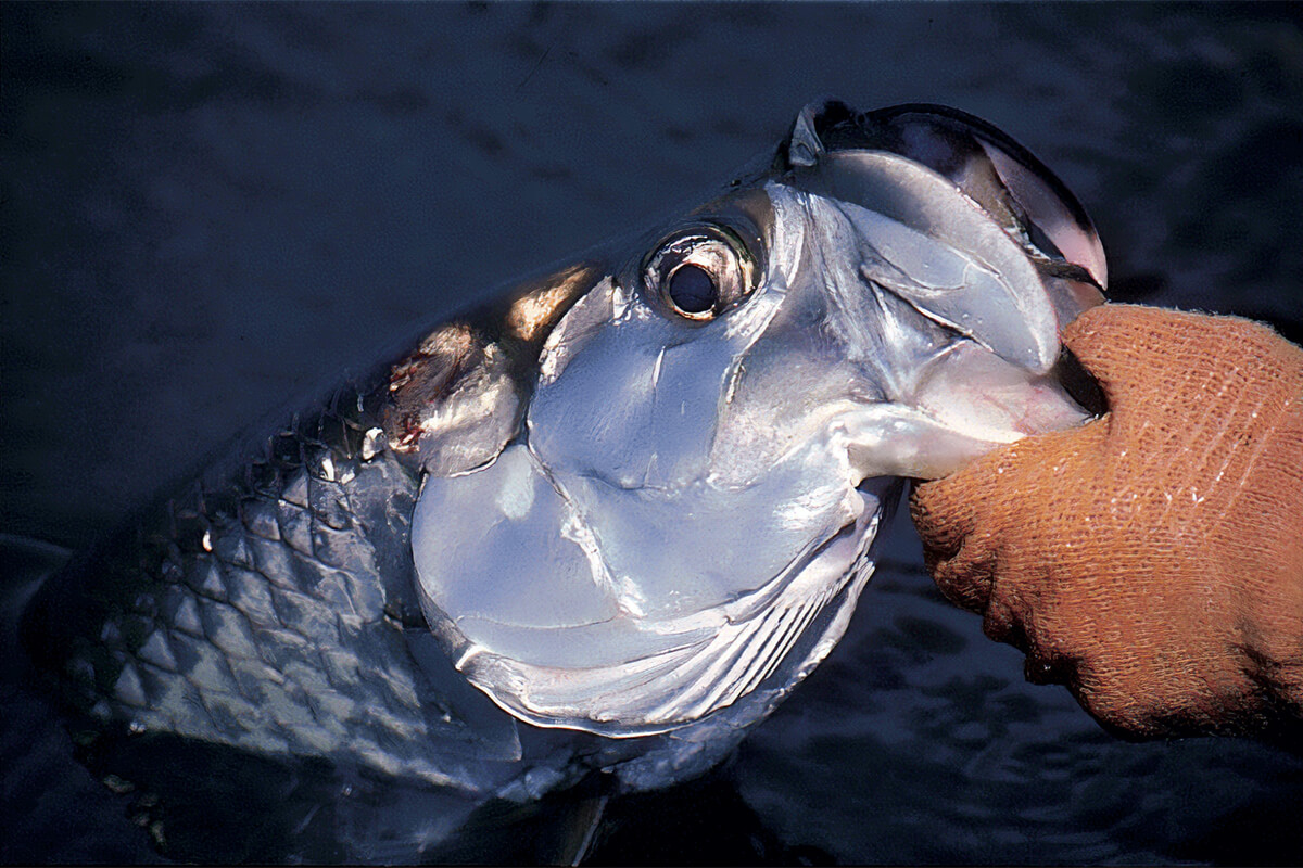 Are Baitcasting Reels Hard To Use? Unlock the Expert Tips