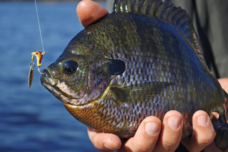 Expert Guide: Spinning Lures That Mimic Live Bait