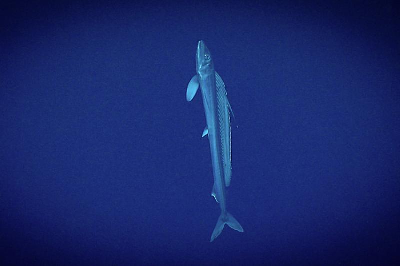 unveiling-the-fascinating-world-of-common-deep-sea-fish-backcast-fly