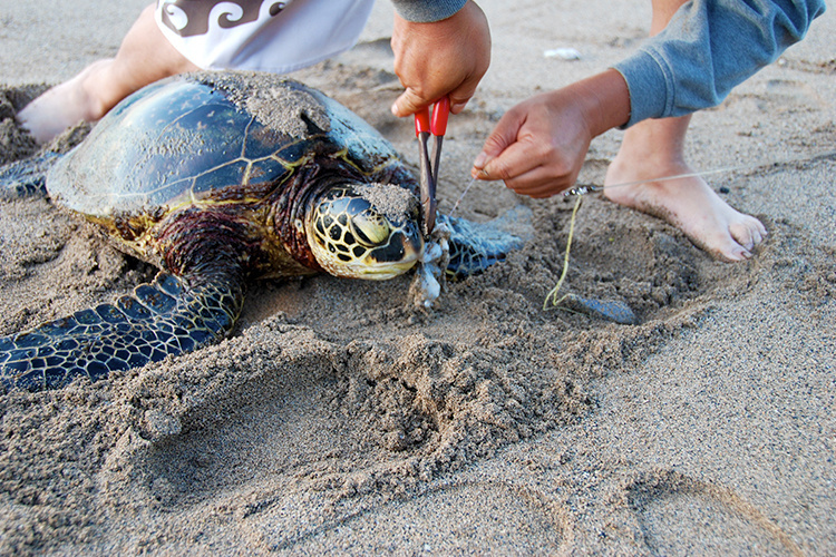 Top Tips for Turtle-Friendly Fishing: How to Avoid Catching Turtles