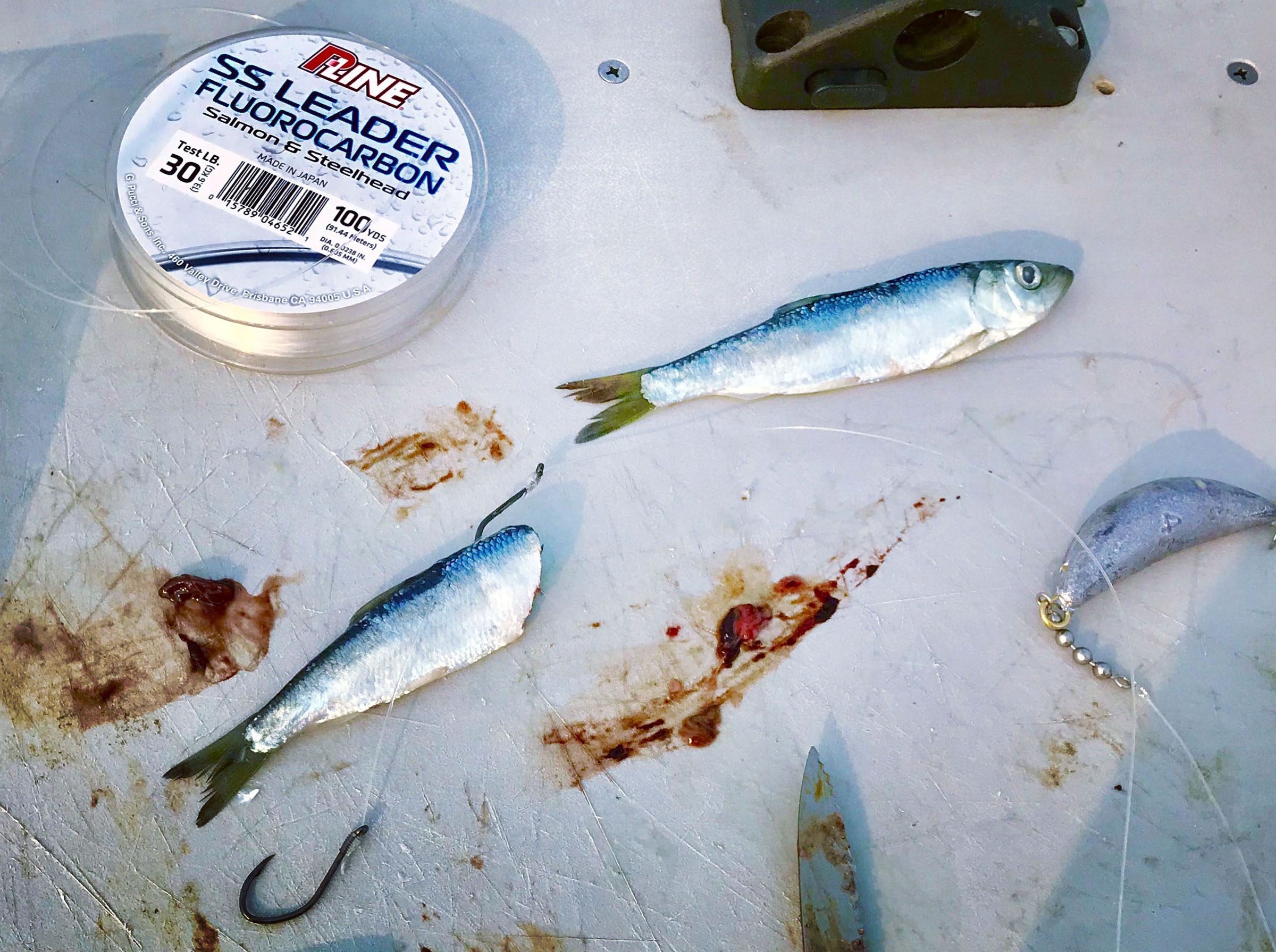 Mastering the Art: Rig Frozen Shrimp for Surf Fishing Mastery