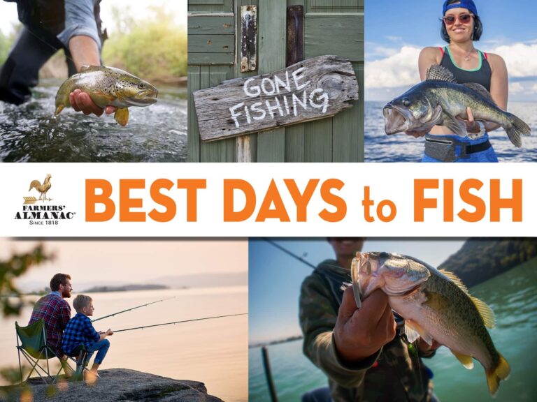 Is Fishing Good in November? Discover the Ultimate Techniques to Catch More Fish!