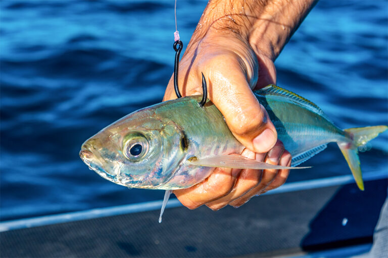 Best Live Baits for Spinning Fishing: Expert Tips