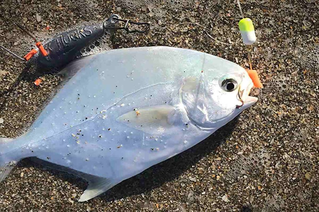 What Pound Line for Pier Fishing