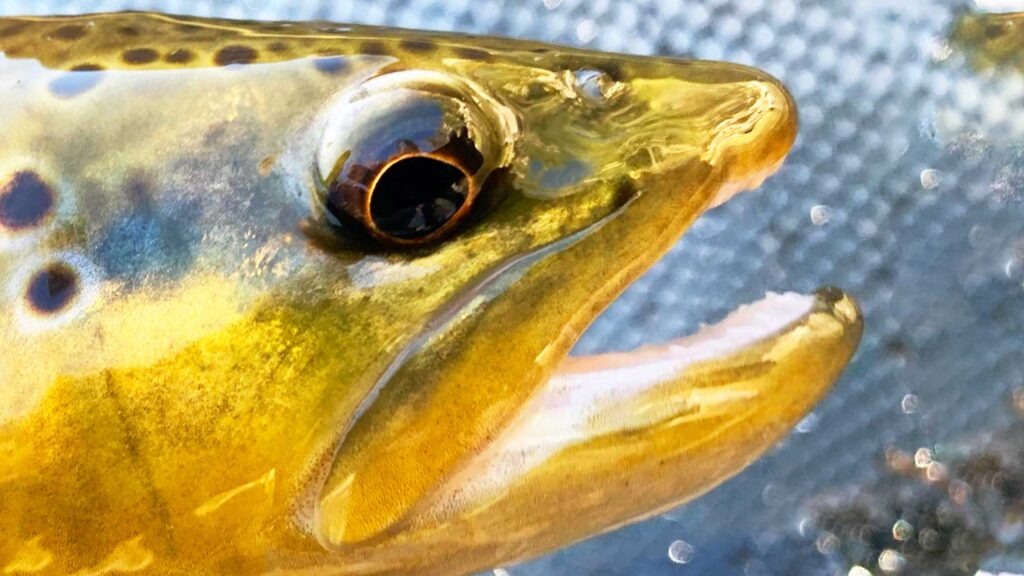 What Types of Fish Can I Catch While Flats Fishing?